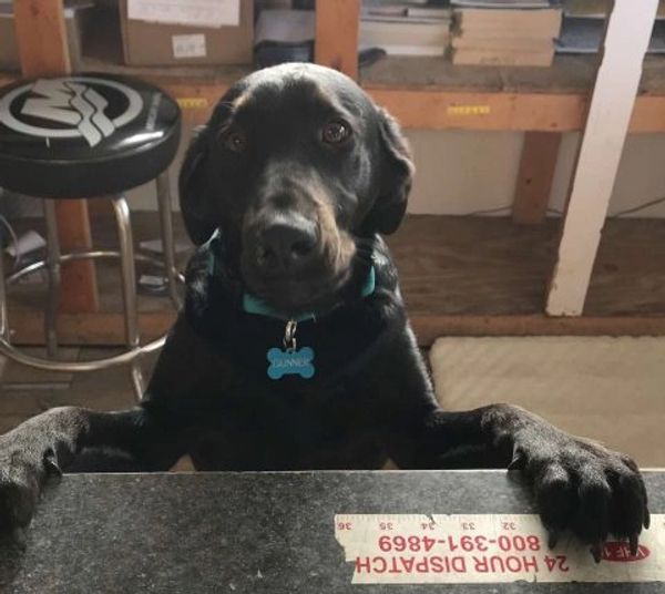 Black dog with collar and name tag leaning on a table indoors.