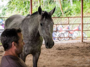 Eponicity Services Transitions Wellness coaching Equine supported coaching counseling