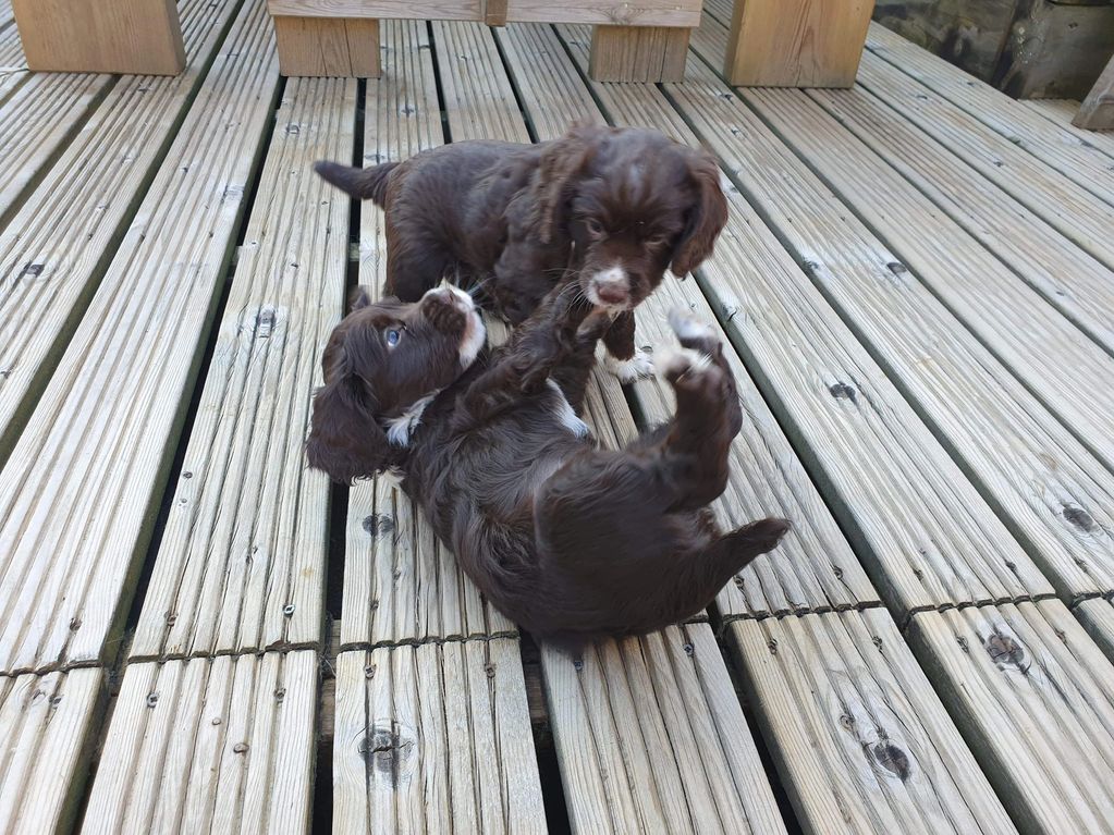 Carsoncroft Flash Jagger
Carsoncroft Dudwood Dodger
