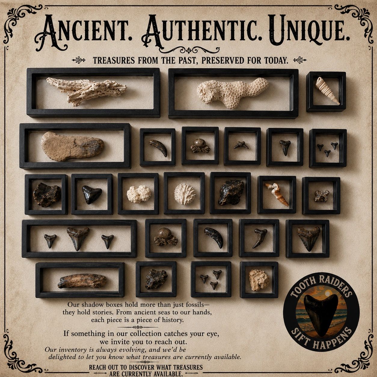 The product is a genuine Florida fossil displayed in a shadow box, originating from Florida, USA. 