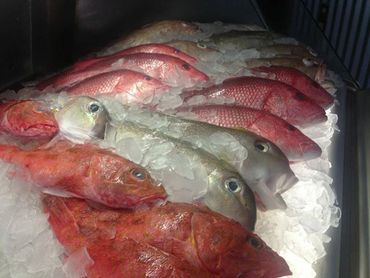 Whole Red Snapper, Whole Grouper