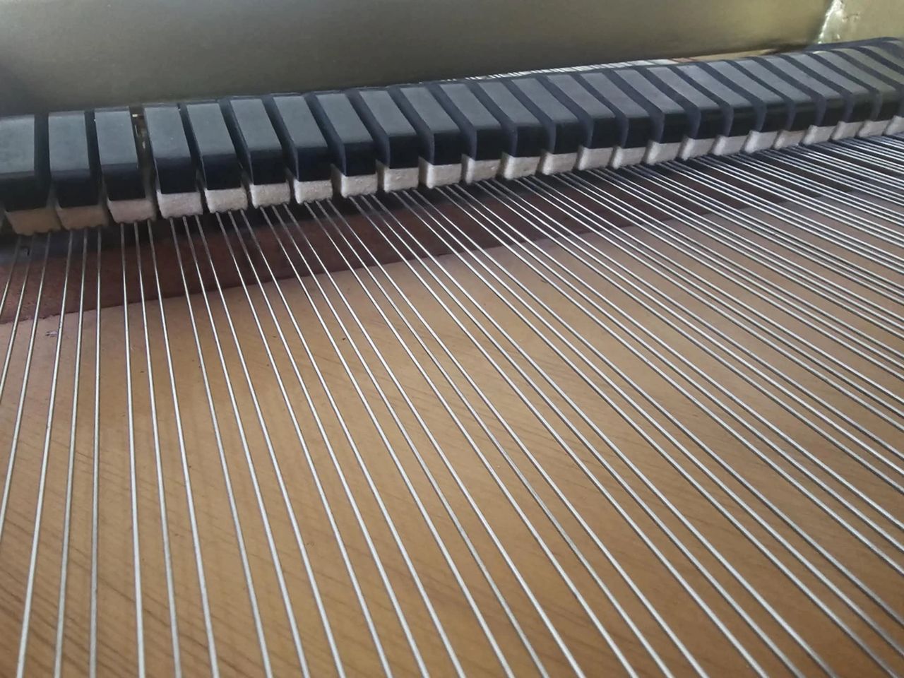 Grand piano dampers and strings. 