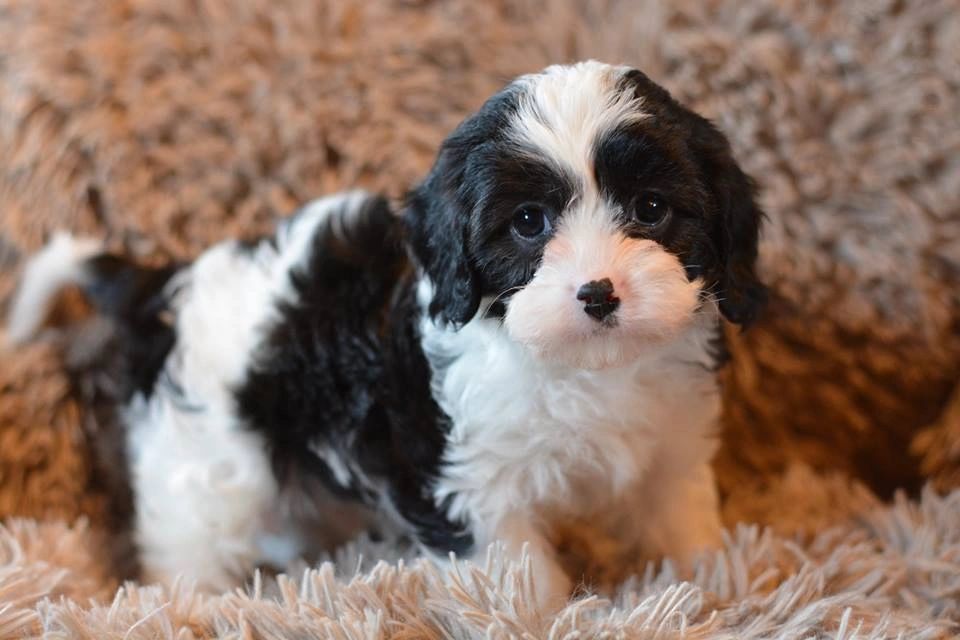 How Much Exercise Does My Cavapoo Need