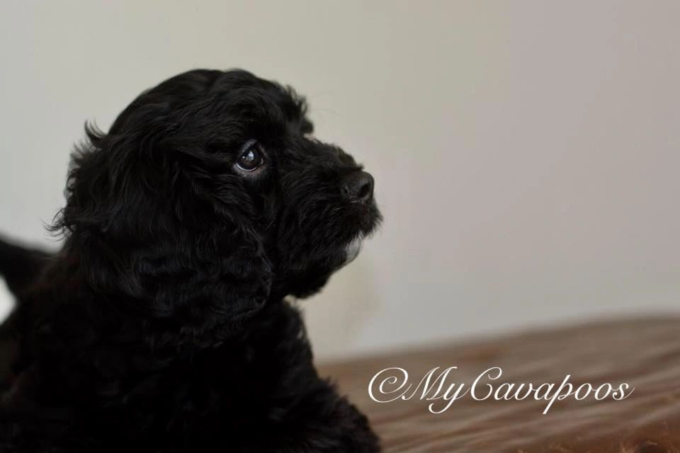 cavapoo potty training