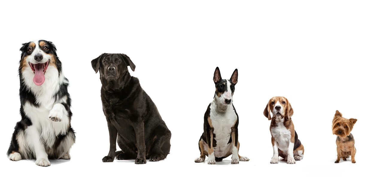 Services Veterinary Behaviour, Dog Behaviourist Brisbane Toowoomba