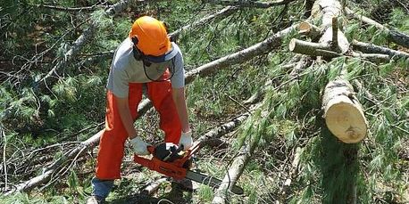 Tree removal chch