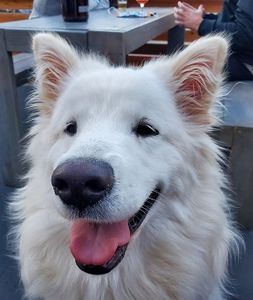 Available Dogs | Samoyed Rescue of Texas, Inc.
