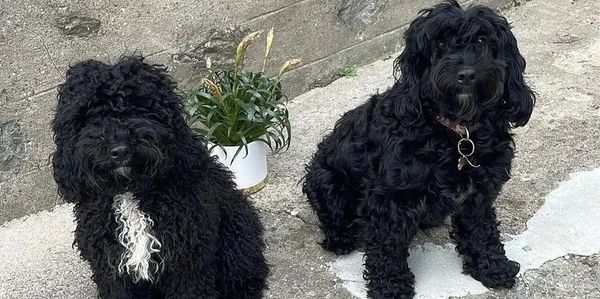 Two black dogs sitting on the patio