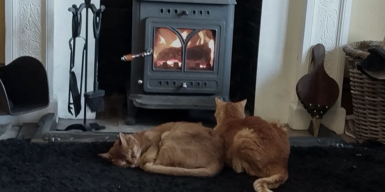 Two cats sitting by the fire