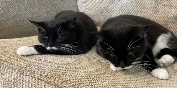 Two black and white cats lying on the couch