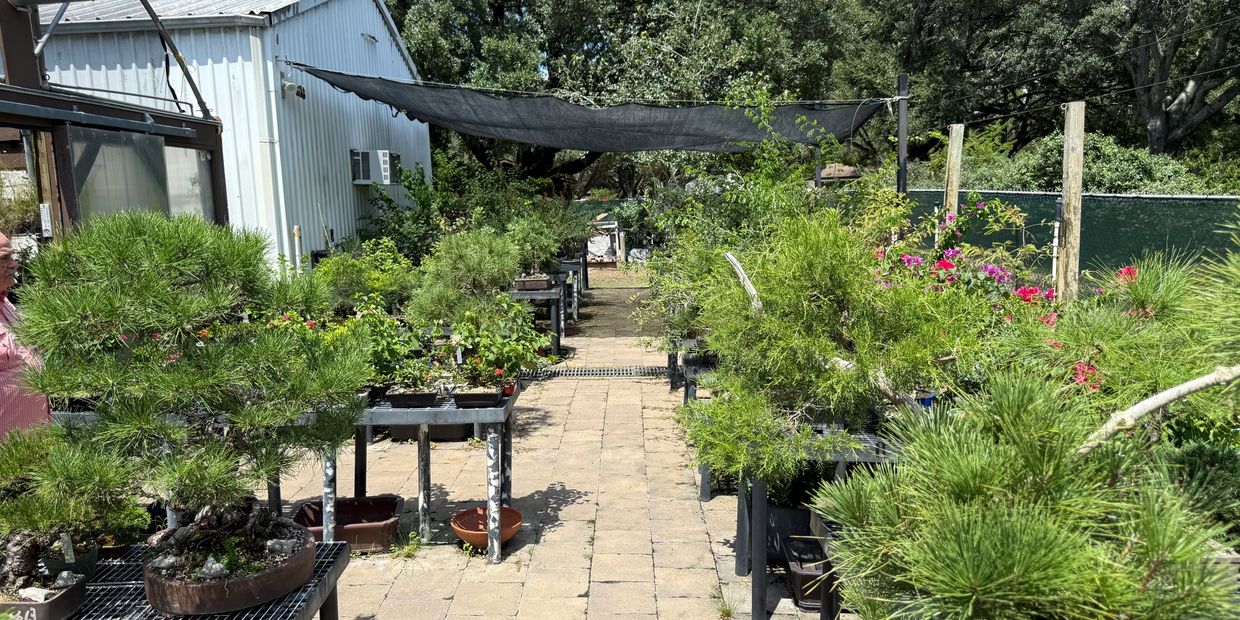 Timeless Trees Bonsai Nursery - Houston Metro Area, Bonsai, Bonsai Nursery