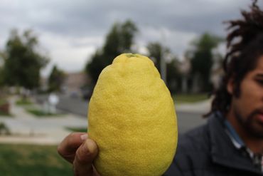 Meyer Lemons 