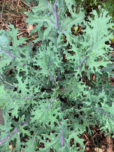 Heirloom Purple Russian Kale