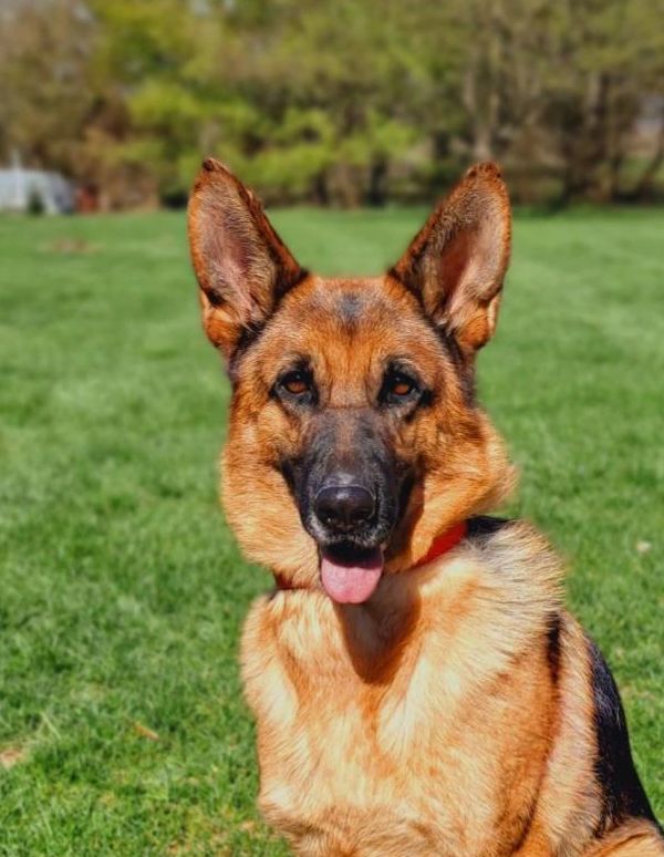 German shepherd, German shepherd Ohio, German shepherd puppy,german shepherd puppies ,VOM BUFLOD,AKC
