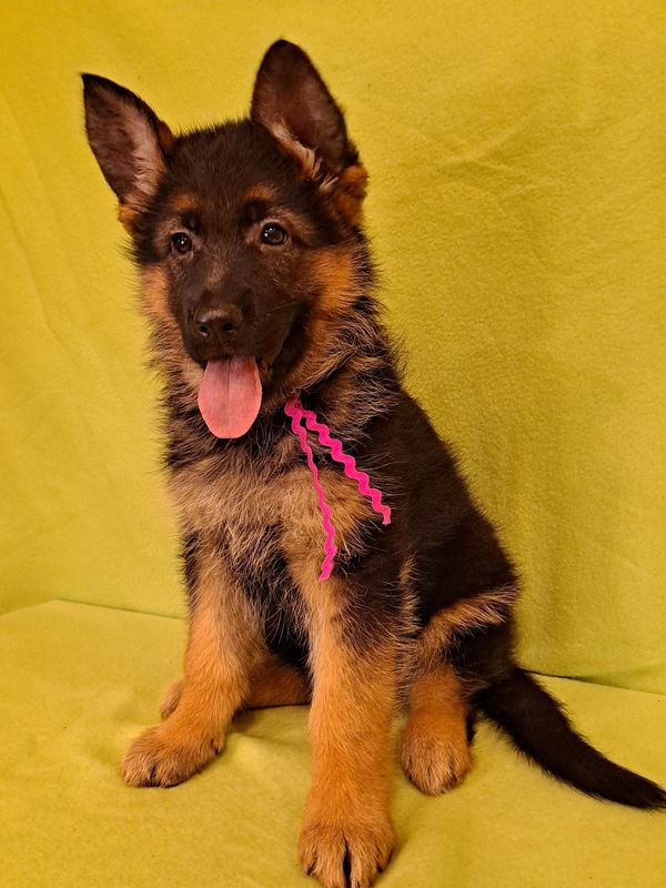 German Shepherd Puppies for Sale - Vom Buflod German Shepherds