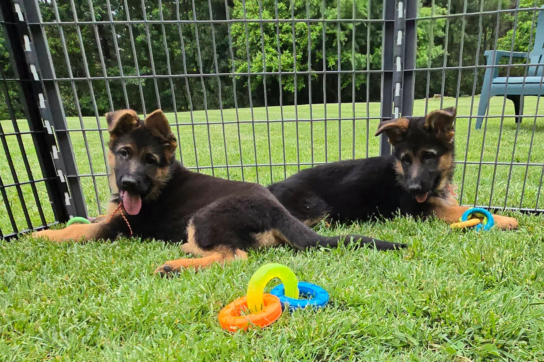 German shepherd, German shepherd Ohio, German shepherd puppy,german shepherd puppies ,VOM BUFLOD,AKC