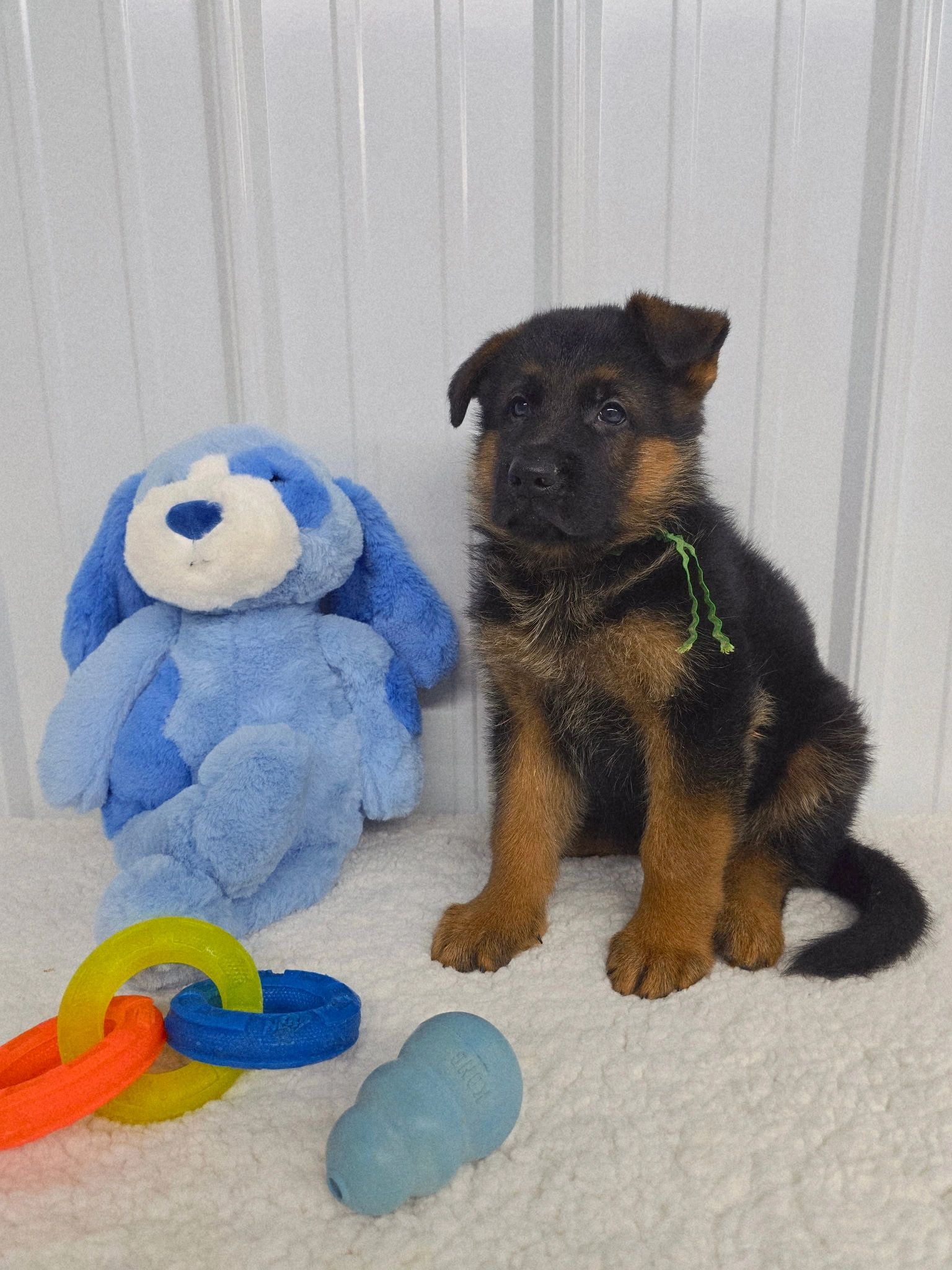 German shepherd, German shepherd Ohio, German shepherd puppy,german shepherd puppies ,VOM BUFLOD,AKC