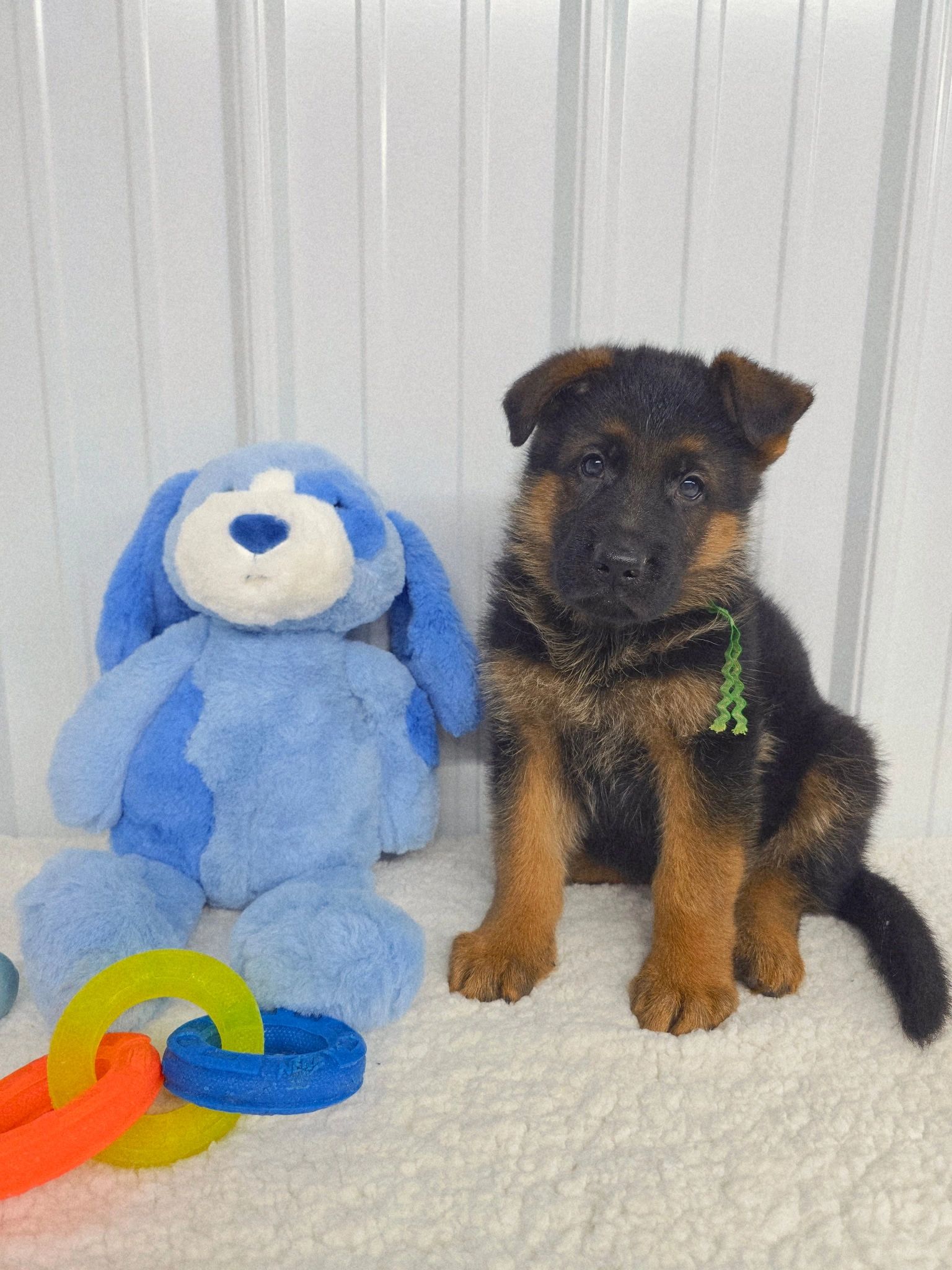 German shepherd, German shepherd Ohio, German shepherd puppy,german shepherd puppies ,VOM BUFLOD,AKC