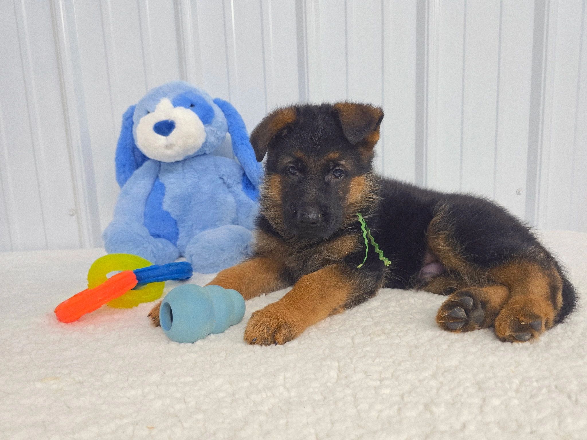 German shepherd, German shepherd Ohio, German shepherd puppy,german shepherd puppies ,VOM BUFLOD,AKC