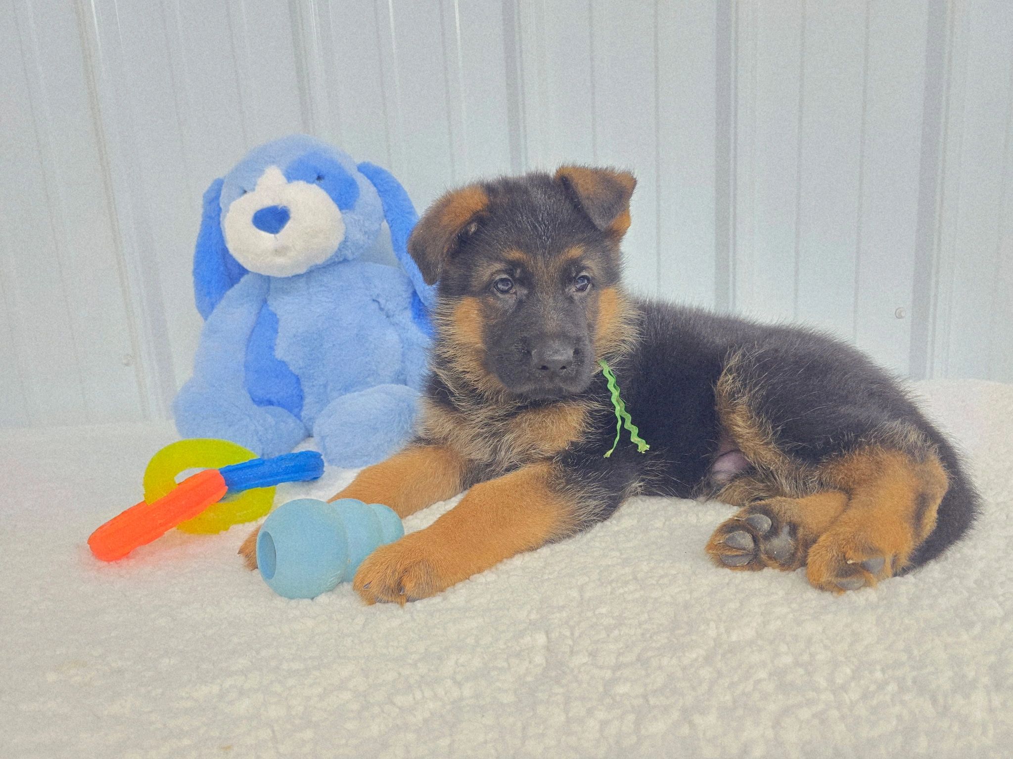 German shepherd, German shepherd Ohio, German shepherd puppy,german shepherd puppies ,VOM BUFLOD,AKC