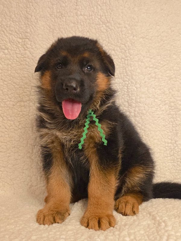 German shepherd, German shepherd Ohio, German shepherd puppy,german shepherd puppies ,VOM BUFLOD,AKC