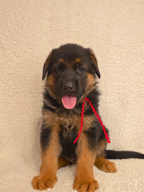 German shepherd, German shepherd Ohio, German shepherd puppy,german shepherd puppies ,VOM BUFLOD,AKC