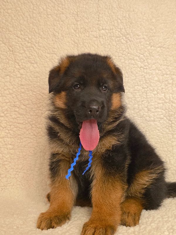German shepherd, German shepherd Ohio, German shepherd puppy,german shepherd puppies ,VOM BUFLOD,AKC