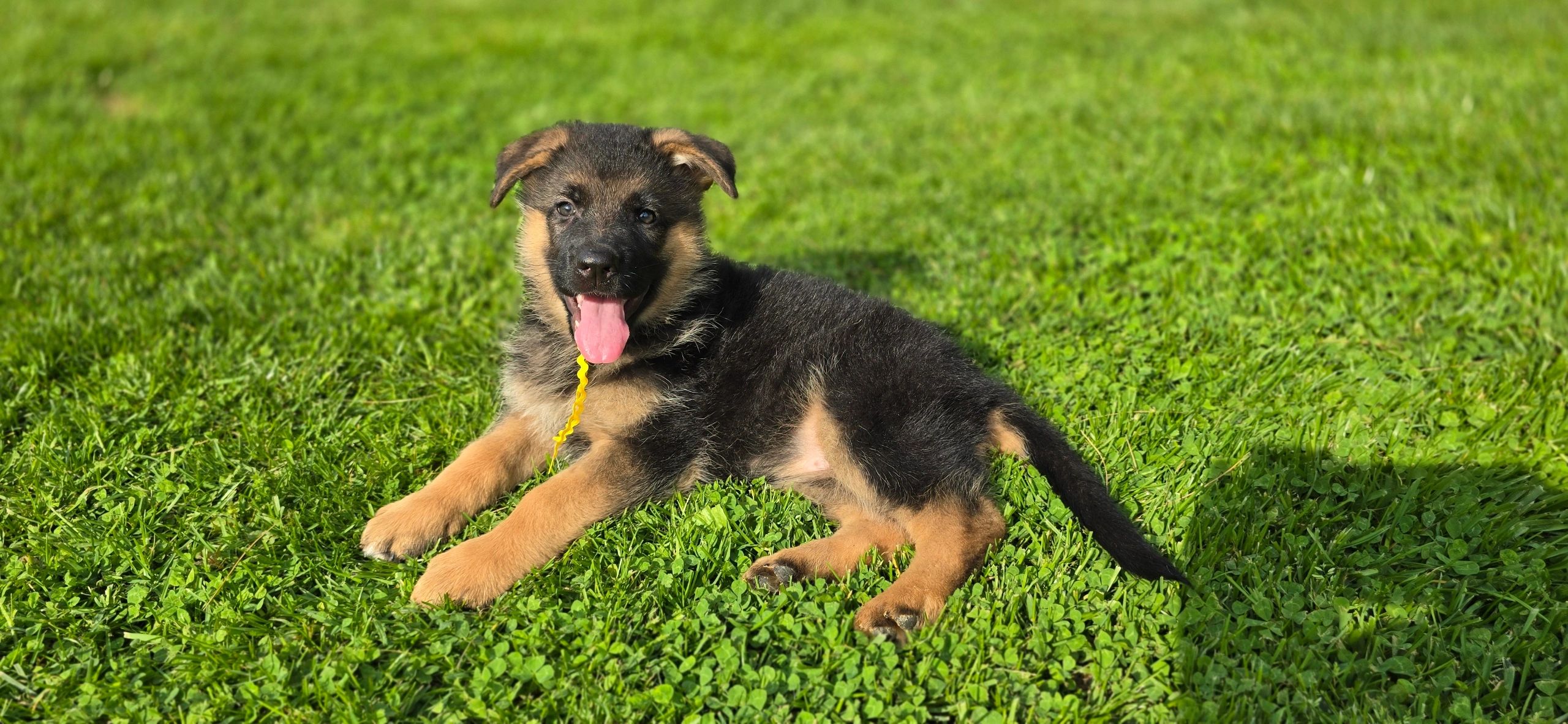 German shepherd, German shepherd Ohio, German shepherd puppy,german shepherd puppies ,VOM BUFLOD,AKC