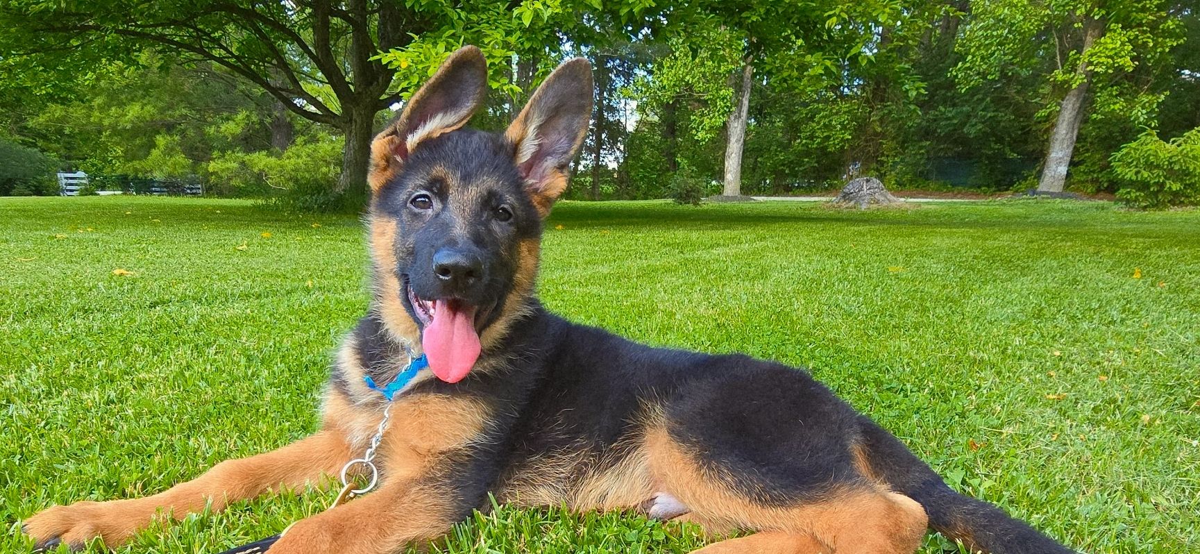 German shepherd, German shepherd Ohio, German shepherd puppy,german shepherd puppies ,VOM BUFLOD,AKC