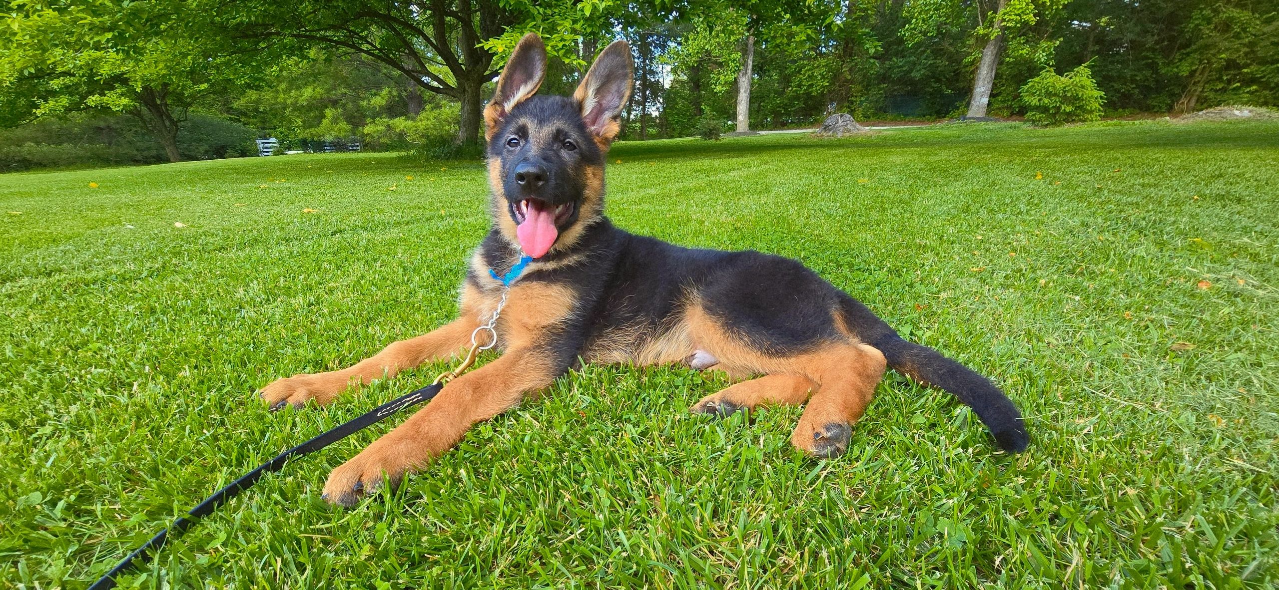 German shepherd, German shepherd Ohio, German shepherd puppy,german shepherd puppies ,VOM BUFLOD,AKC