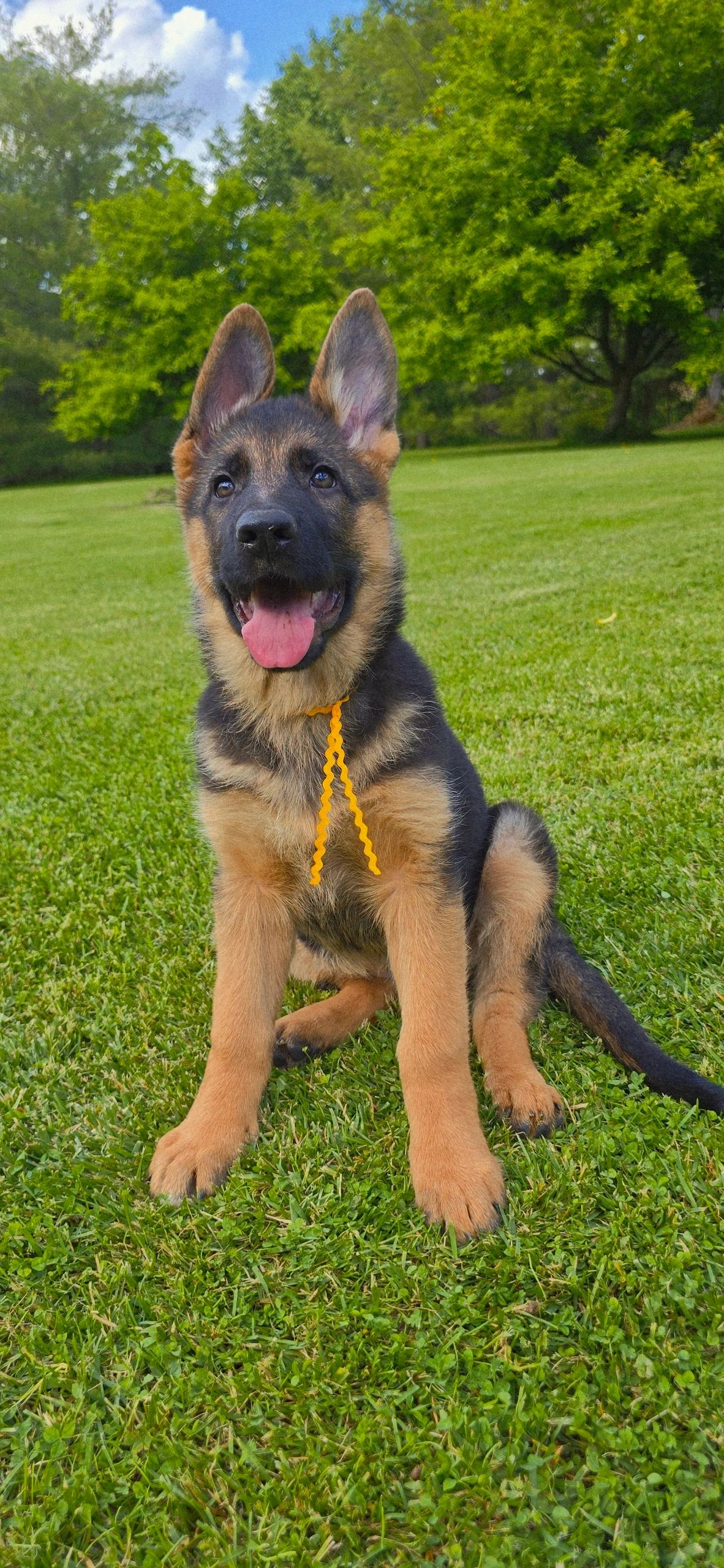 German shepherd, German shepherd Ohio, German shepherd puppy,german shepherd puppies ,VOM BUFLOD,AKC