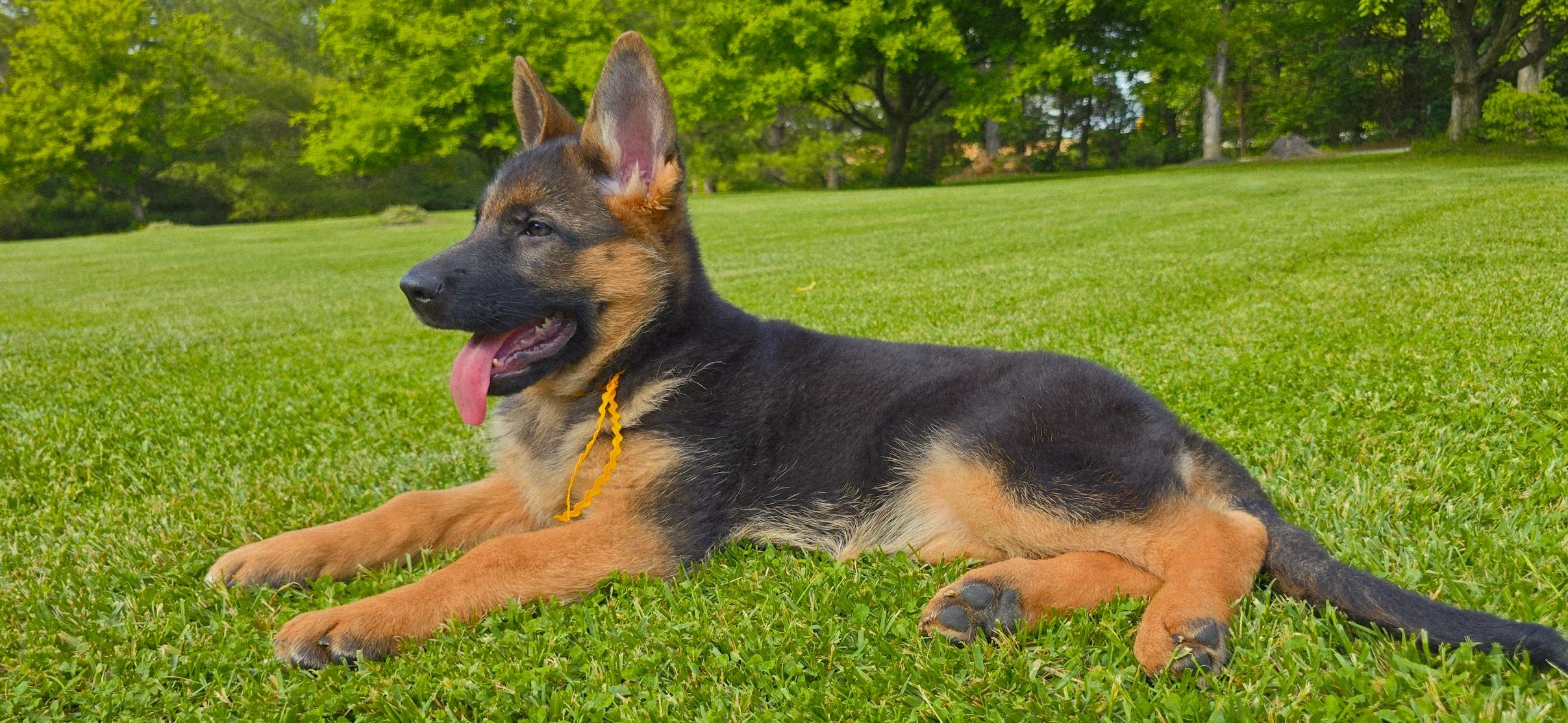 German shepherd, German shepherd Ohio, German shepherd puppy,german shepherd puppies ,VOM BUFLOD,AKC