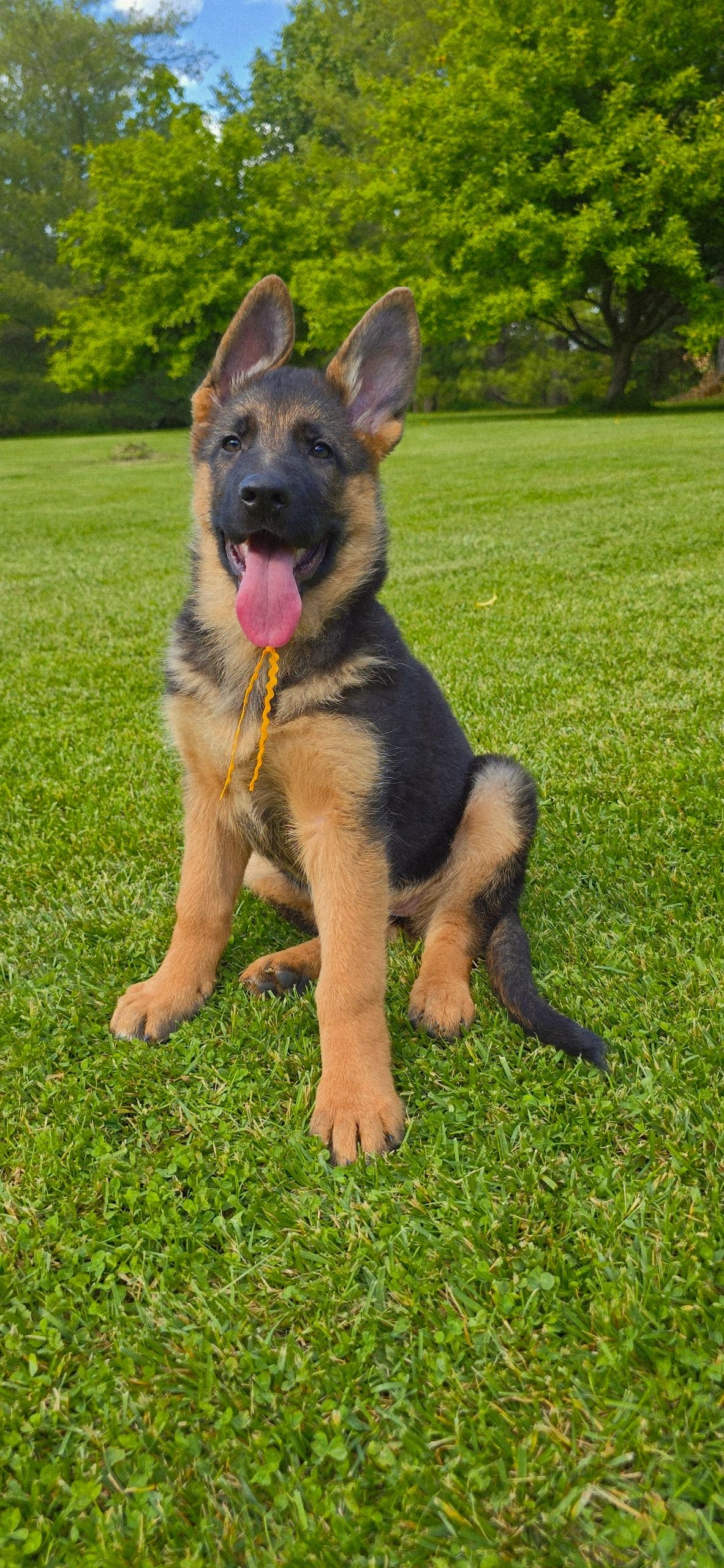 German shepherd, German shepherd Ohio, German shepherd puppy,german shepherd puppies ,VOM BUFLOD,AKC