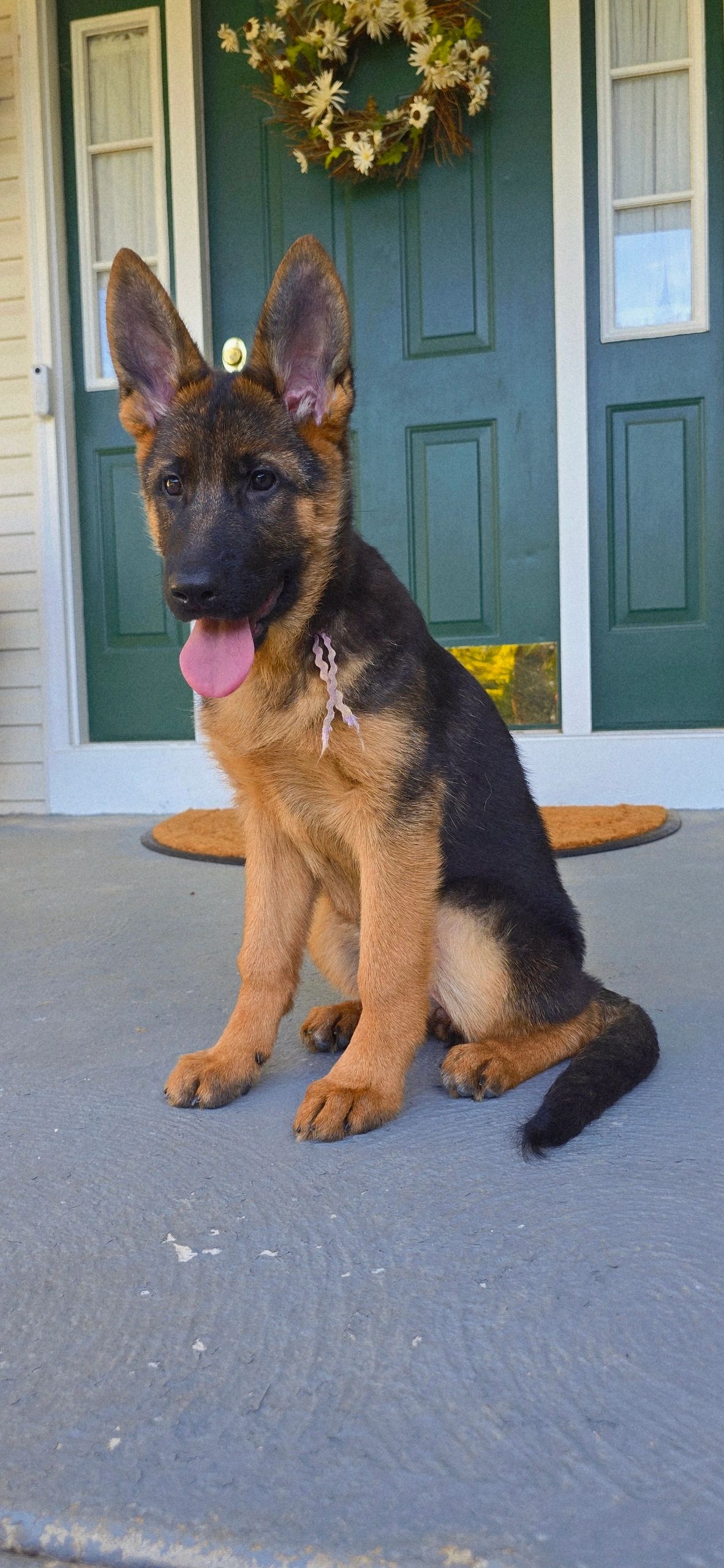 vom yoderheim german shepherds,FLEISCHERHEIM, MITTLEWEST, KOLENDA, OHIO GSD, GERMAN SHEPHERD PUPPY