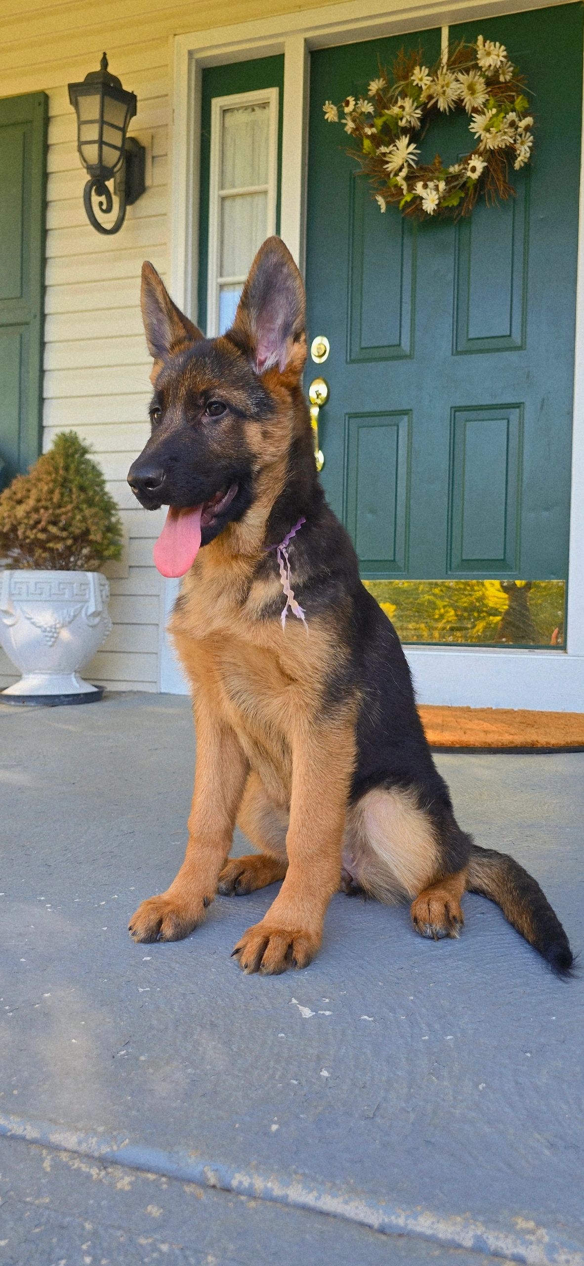 vom yoderheim german shepherds,FLEISCHERHEIM, MITTLEWEST, KOLENDA, OHIO GSD, GERMAN SHEPHERD PUPPY