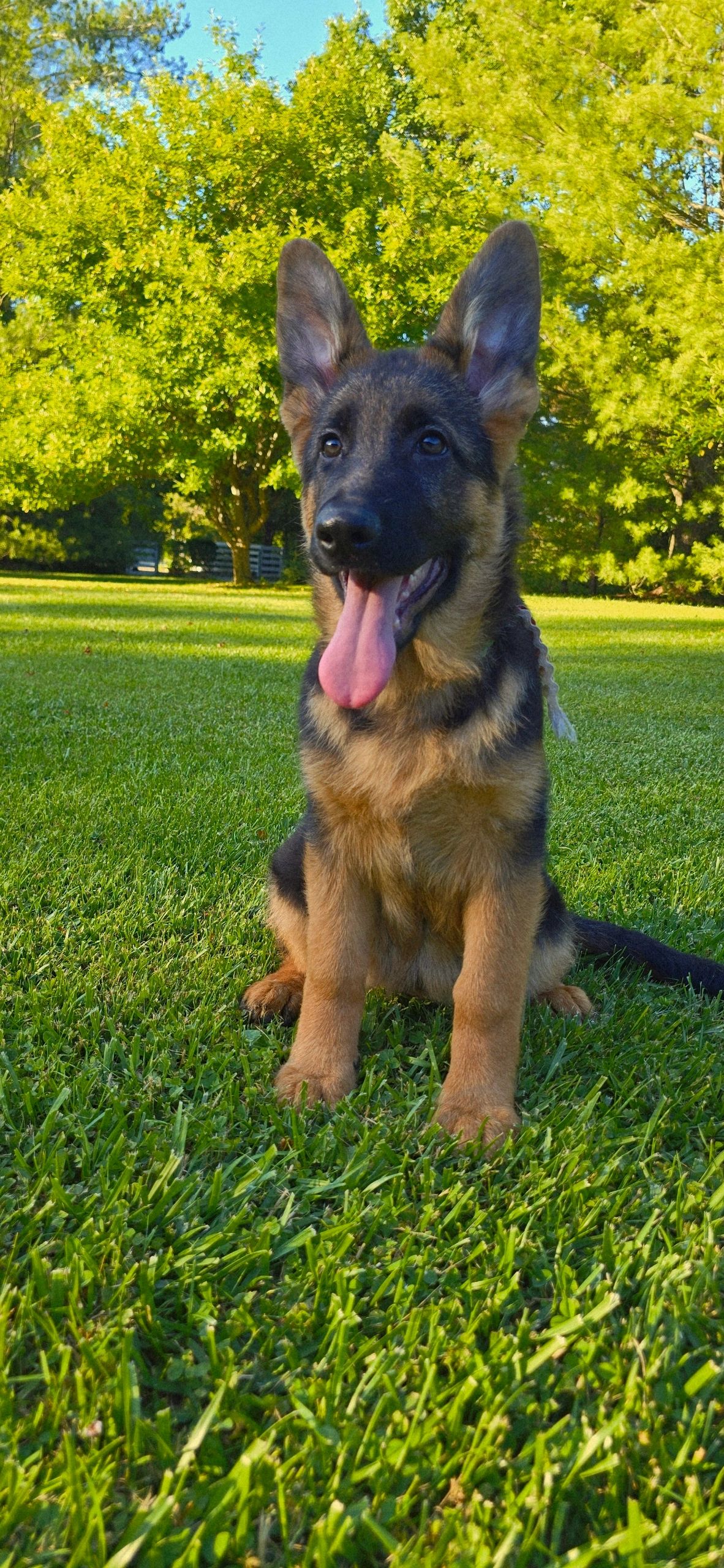 vom yoderheim german shepherds,FLEISCHERHEIM, MITTLEWEST, KOLENDA, OHIO GSD, GERMAN SHEPHERD PUPPY