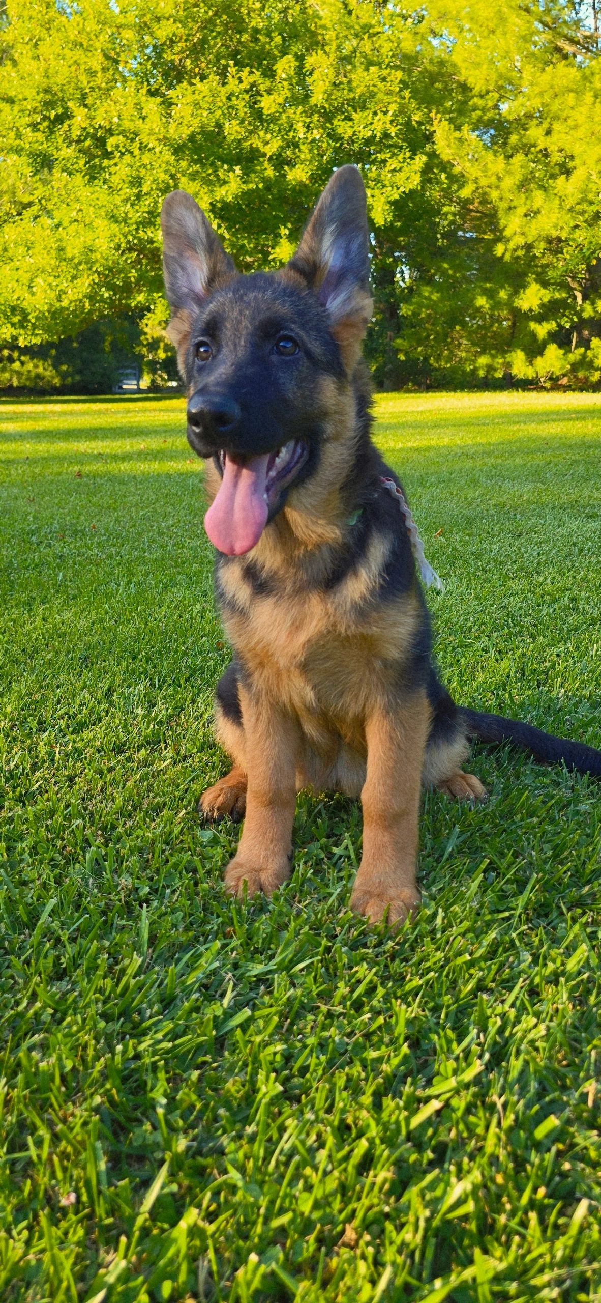 vom yoderheim german shepherds,FLEISCHERHEIM, MITTLEWEST, KOLENDA, OHIO GSD, GERMAN SHEPHERD PUPPY