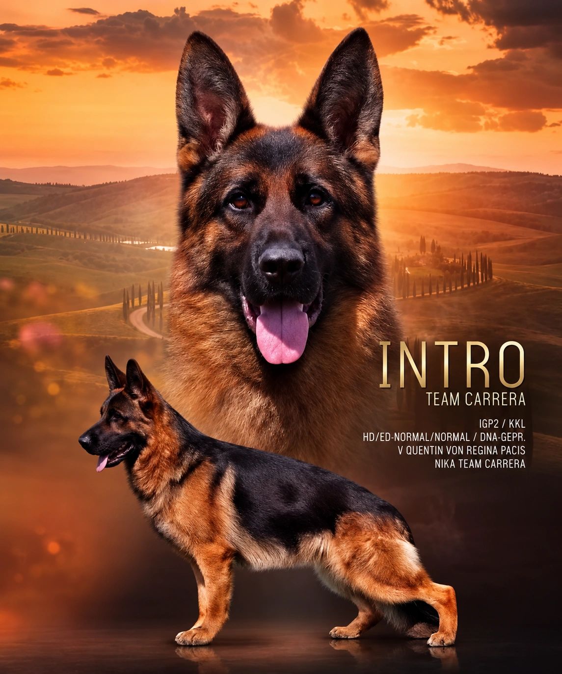 GERMAN SHEPHERD,OHIO GSD, GERMAN SHEPHERD PUPPY, VOM BUFLOD, GERMAN SHEPHERD BREEDER, DOG TRAINER