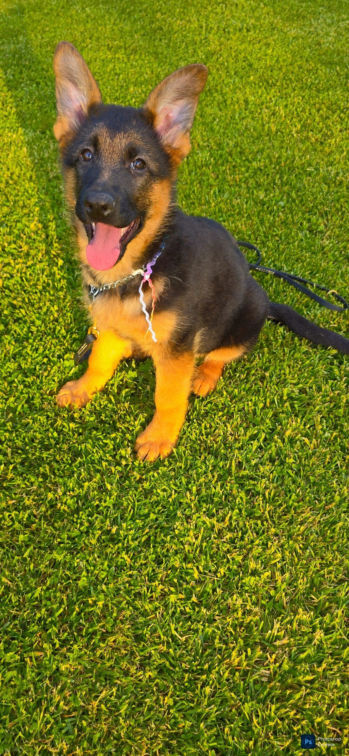 German shepherd, German shepherd Ohio, German shepherd puppy,german shepherd puppies ,VOM BUFLOD,AKC