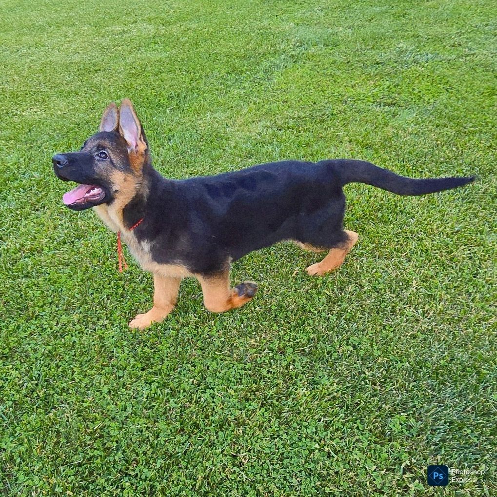 vom yoderheim german shepherds,FLEISCHERHEIM, MITTLEWEST, KOLENDA, OHIO GSD, GERMAN SHEPHERD PUPPY