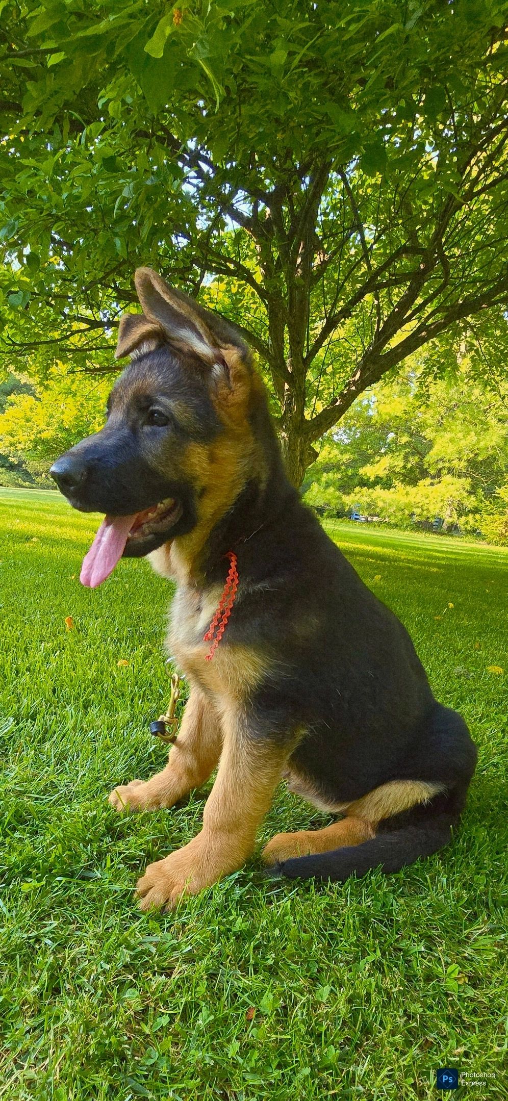 vom yoderheim german shepherds,FLEISCHERHEIM, MITTLEWEST, KOLENDA, OHIO GSD, GERMAN SHEPHERD PUPPY