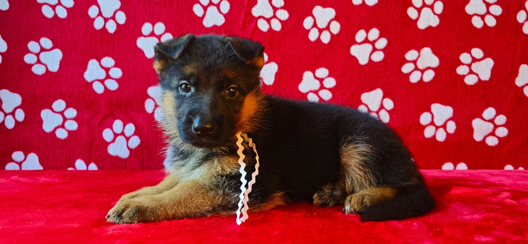 vom yoderheim german shepherd,FLEISCHERHEIM, MITTLEWEST,KOLENDA, OHIO GSD,AKC  GERMAN SHEPHERD PUPPY