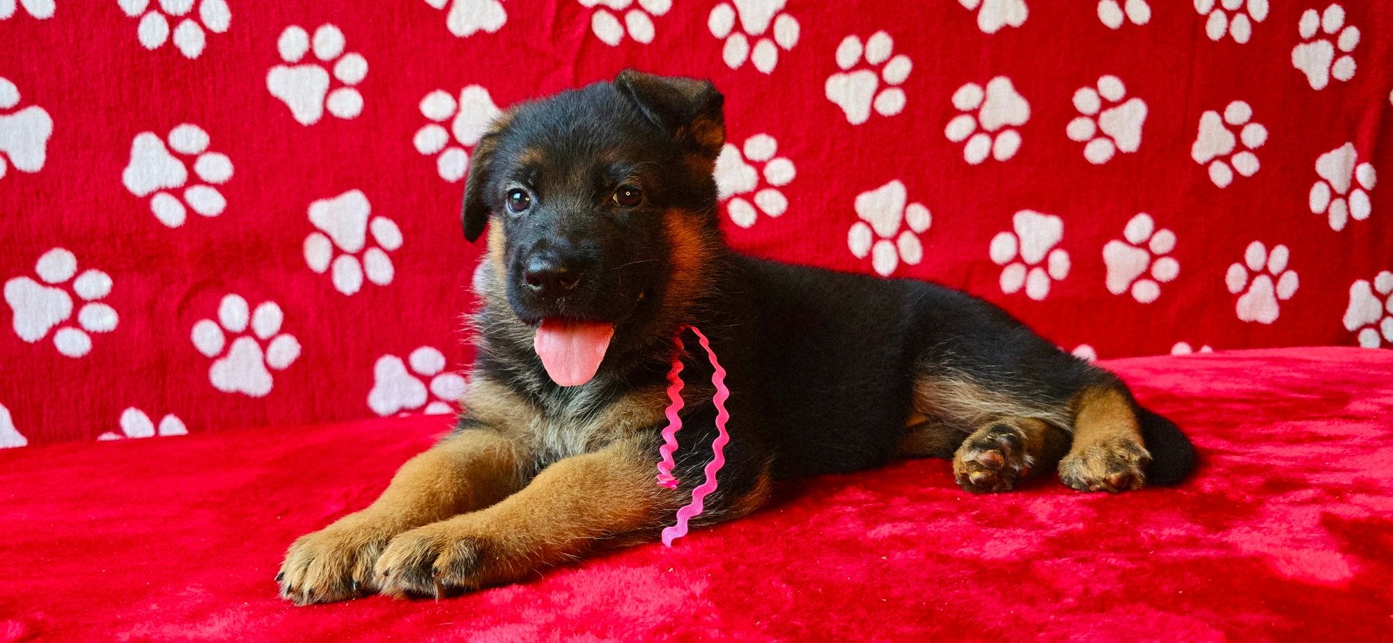 vom yoderheim german shepherds,FLEISCHERHEIM, MITTLEWEST, KOLENDA, OHIO GSD, GERMAN SHEPHERD PUPPY