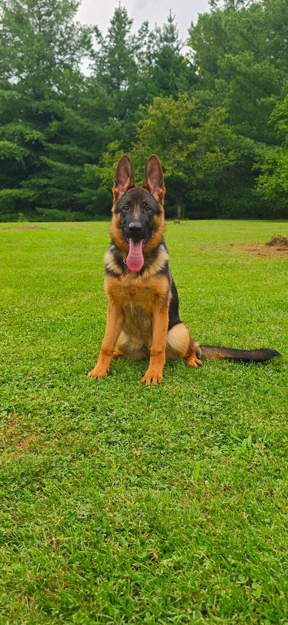 GERMAN SHEPHERD,OHIO GSD, GERMAN SHEPHERD PUPPY, VOM BUFLOD, GERMAN SHEPHERD BREEDER,DOG TRAINER,akc