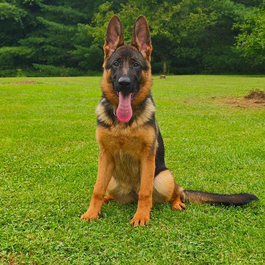 GERMAN SHEPHERD,OHIO GSD, GERMAN SHEPHERD PUPPY, VOM BUFLOD, GERMAN SHEPHERD BREEDER, DOG TRAINER
