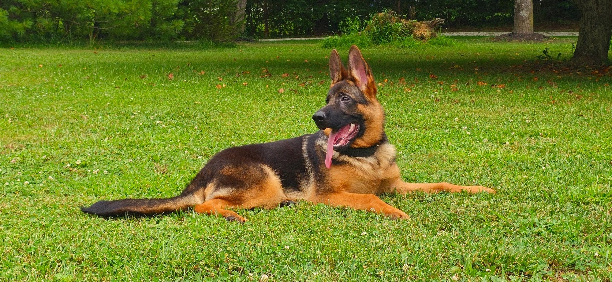 GERMAN SHEPHERD,OHIO GSD, GERMAN SHEPHERD PUPPY, VOM BUFLOD, GERMAN SHEPHERD BREEDER, DOG TRAINER