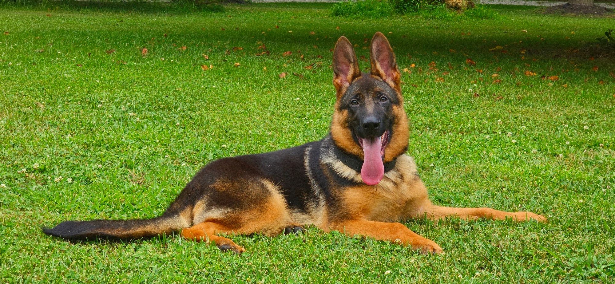 GERMAN SHEPHERD,OHIO GSD, GERMAN SHEPHERD PUPPY, VOM BUFLOD, GERMAN SHEPHERD BREEDER, DOG TRAINER