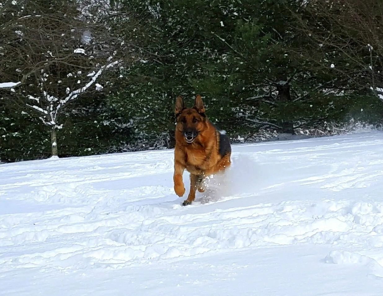 dog training, German shepherd puppy Ohio, german shepherd puppies ,VOM BUFLOD,obedience, dog trainer