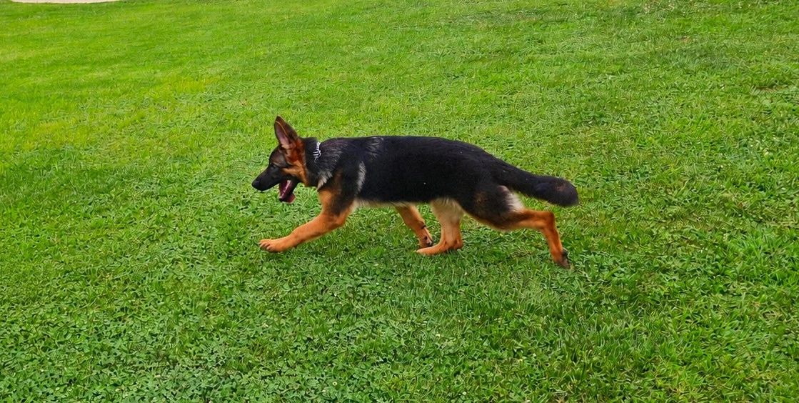 GERMAN SHEPHERD,OHIO GSD, GERMAN SHEPHERD PUPPY, VOM BUFLOD, GERMAN SHEPHERD BREEDER, DOG TRAINER