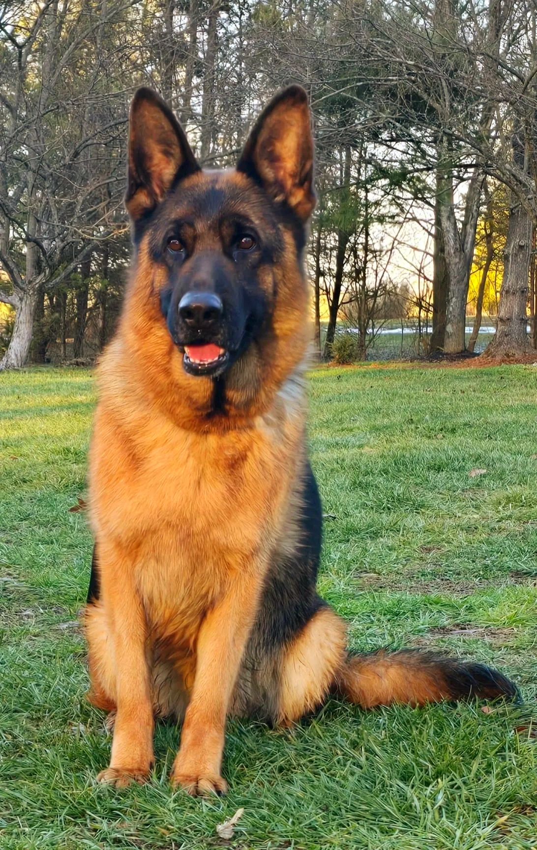 GERMAN SHEPHERD,OHIO GSD, GERMAN SHEPHERD PUPPY, VOM BUFLOD, GERMAN SHEPHERD BREEDER, DOG TRAINER